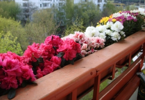 Одеваем балконы в цветочный «бренд»! Либо какие балконные цветочки в моде!