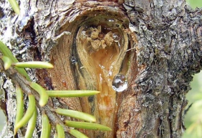 Сибирская лиственница - знаменитая таежная кросотка