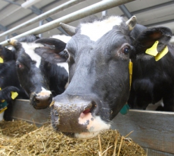 Собственная молочно-товарная ферма - свобода ценообразования для фермера!