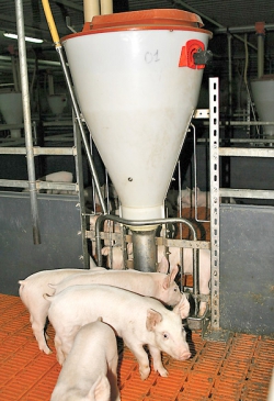 Современные свинофермы, новый шаг в животноводстве Украины