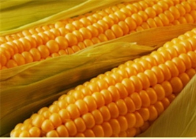 Как получить большой кукурузный сбор? Приобрести модификации кукурузы!