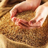 Чистка зерна: современные технологии либо как достигнуть неплохой реализации