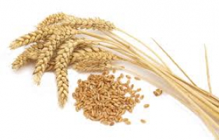 Красивые условия хранения зерна как наилучшая инвестиция для реализации продукции