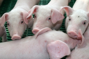 Продажа свиней живым весом: селекционные породы, хорошее размножение, доступная стоимость ...