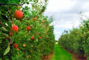 Садим сад осенью! Как вырастить прибыль в своем фруктовом саду?