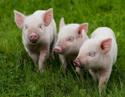 Самая высокопродуктивная порода свиней - Ландрас