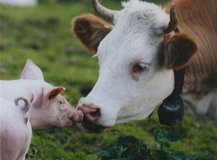 Наилучшие премиксы для свиней - для здоровья животных и роста прибыли