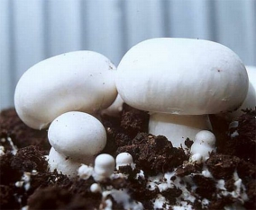 Мицелий шампиньона: выращиваем самые смачные грибы дома