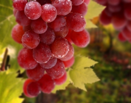 Почему прибыльно брать саженцы винограда почтой либо Качество с доставкой на дом