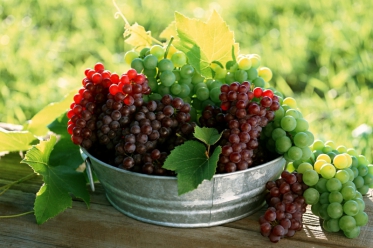 Пусть вырастают и плодоносят: элитные сорта саженцев винограда!