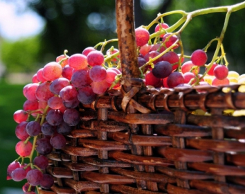 Пусть вырастают и плодоносят: элитные сорта саженцев винограда!