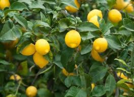 Есть цветы - будут и фруктики, либо о наилучшем ассортименте саженцев лимона