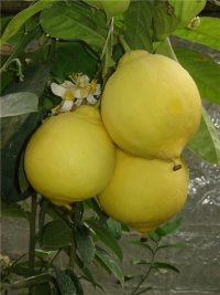 Есть цветы - будут и фруктики, либо о наилучшем ассортименте саженцев лимона