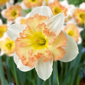 Луковки цветов: пусть ваш сад играет колоритными красками с ранешней весны до глубокой осени