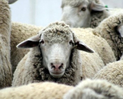 Овцеводство в Украине: каких овец прибыльно разводить?