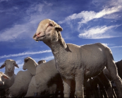 Овцеводство в Украине: каких овец прибыльно разводить?