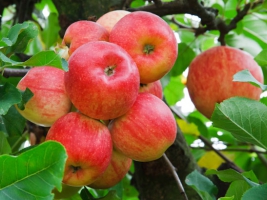 Покупайте яблоки оптом из нашего сада! Секреты удачного фруктового бизнеса