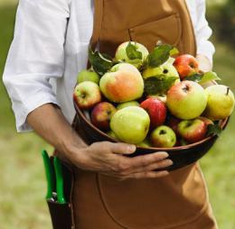 Покупайте яблоки оптом из нашего сада! Секреты удачного фруктового бизнеса