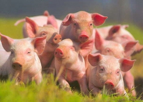 Нужная информация для тех, кто желает приобрести свинину оптом