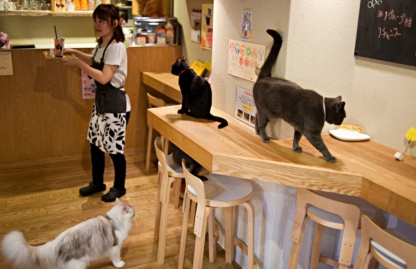 Кошачьи кафе становятся популярны и в Европе