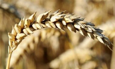 Украинские агрохолдинги получили разрешение на анлимитный экспорт пшеницы