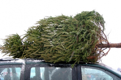 Украинцам придется выложить за новогоднюю елку до 300 гривен