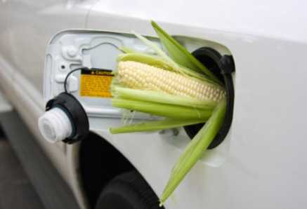 Биотопливо может вызвать продовольственный кризис