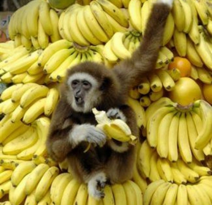 Эквадор заблокировал экспорт - бананы будут дорожать