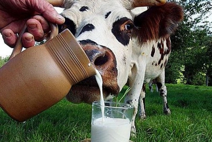 Создание молока в Украине вырастает