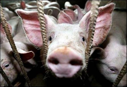 Три страны закрыли двери украинской свинине