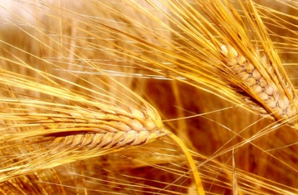 Украинская пшеница подорожала до предела