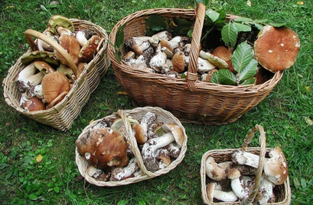 Украинцам установят норму на сбор грибов и ягод