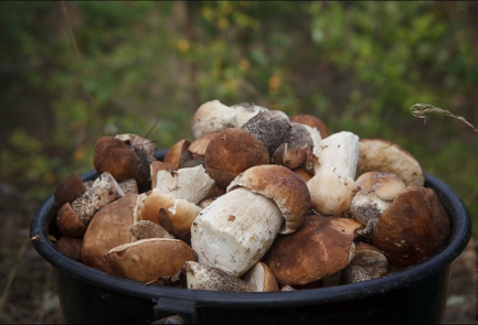 В Украине рекордный сбор грибов