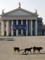 В Москве записанно 20 животных с бешенством