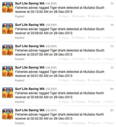 Австралийские акулы докладывают твитами о своём приближении к берегу