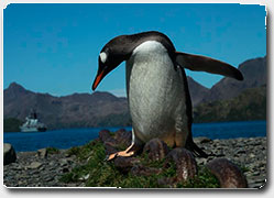 Виртуальные пингвины указывают дорогу к океанариуму
