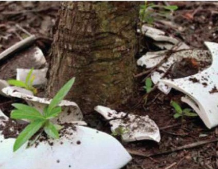 Биодеградируемая урна превращает останки усопшего в дерево