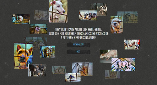Интерактивный веб-сайт про беспощадность «щенячьих ферм»