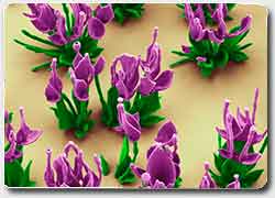 Микроскопичные нано цветочки выращенные в пробирке