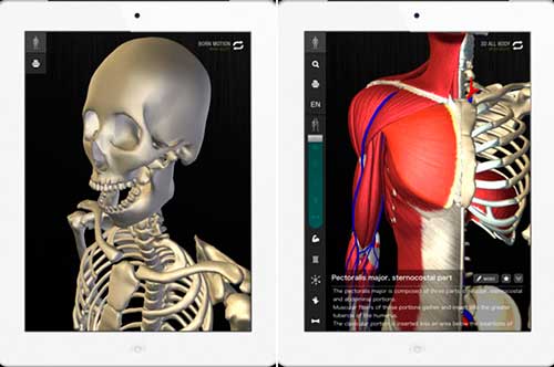 Обучающее мобильное приложение: Анатомический атлас в 3D