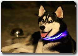 Светящиеся LED ошейники для домашних животных