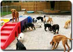 Детская площадка для собак