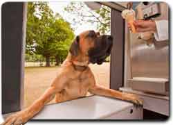 Фургон по продаже мороженого для собак