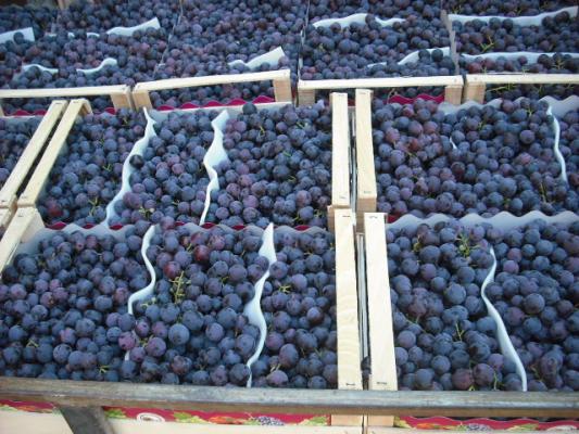 Белоснежные и красноватые сорта винограда